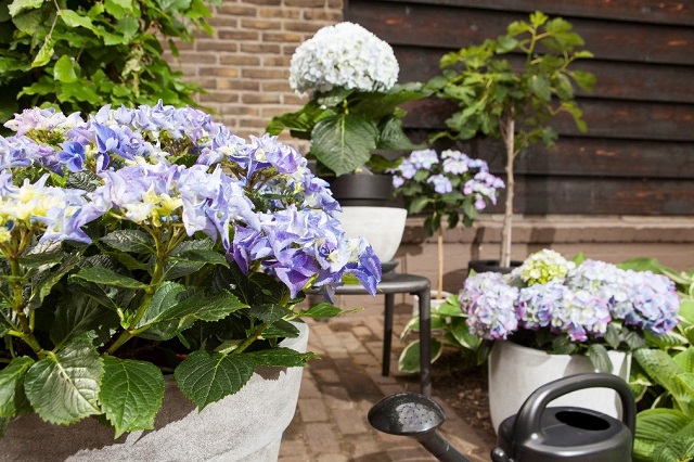 Plaatsing hortensias groot